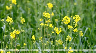 Цвіценне рапсу пачалося ў Рэчыцкім раёне