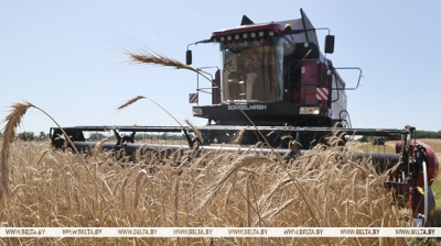 У Беларусі намалочана больш за 1,1 млн тон збожжа з улікам рапсу