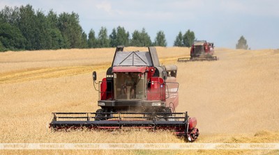 В Беларуси убрано почти 80% озимого ячменя