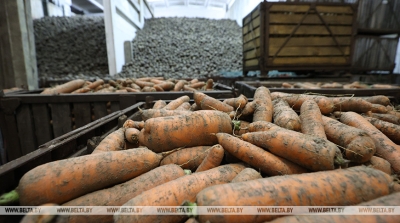 У Беларусі ўбрана больш як 174 тыс. тон агародніны