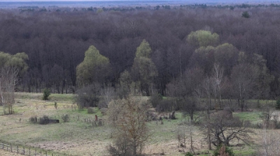 Порядка 6 тыс. га земель восстанавливаются в Полесском радиационно-экологическом заповеднике