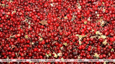 В Гомельской и Могилевской областях определили сроки заготовки брусники и клюквы